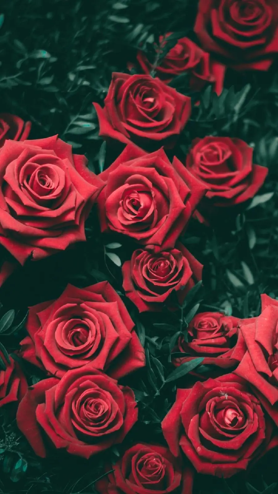 High quality red rose wallpaper for iPhone and Android