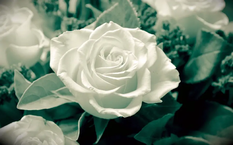 Download the most beautiful black and white stock photo of white roses suitable for tablets