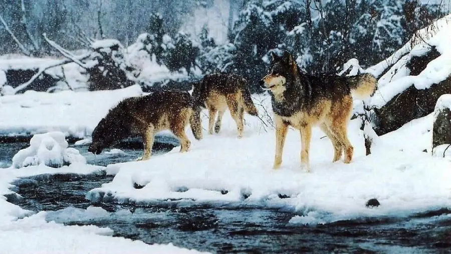 The most viewed profile image of wolves in Cold snowy nature