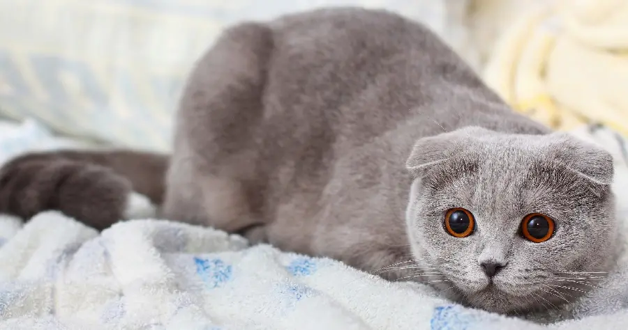Download cute and small cat background photo in high quality 