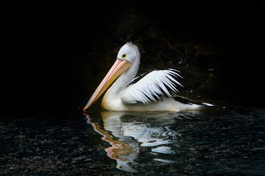 Black background FUII HD quality of a popular pelican swimming in the water