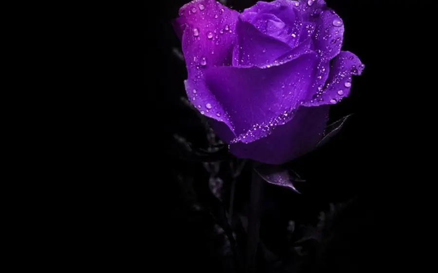 Perfect vector of delicate flower petals Purple Rose with Morning Dew Drops