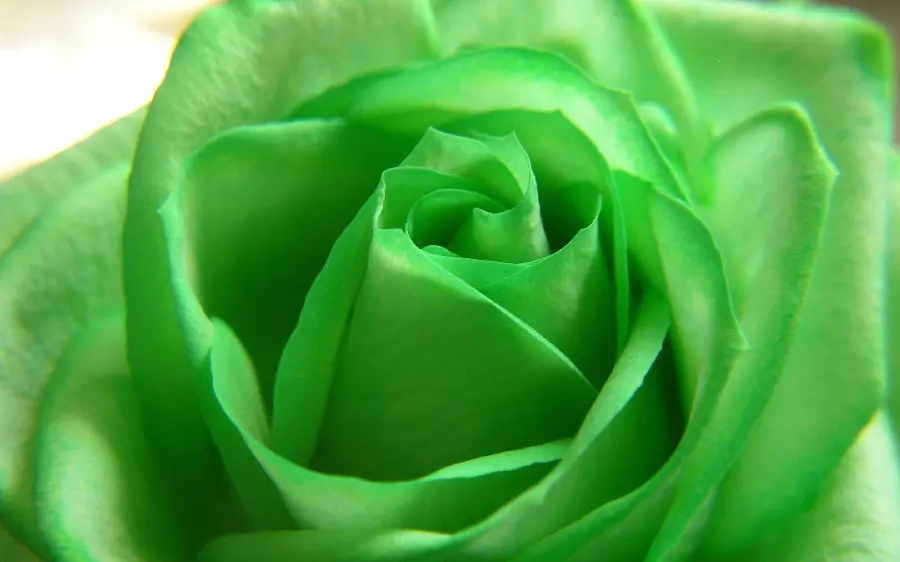 Fresh and fresh stock image of pale green rose in hd quality