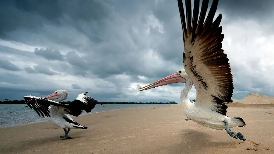 A picture of two pelicans flying towards a cloudy sky on the beach