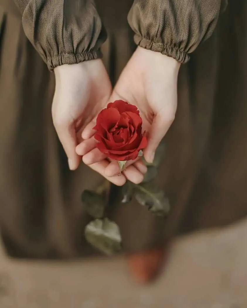 HD stock photo of a beautiful rose in two hands