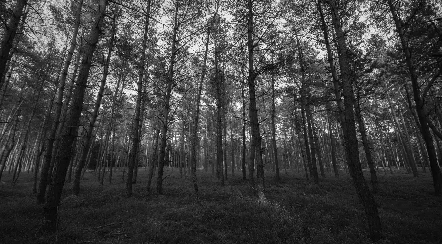 Black and white background photo of a beautiful forest in full HD quality 