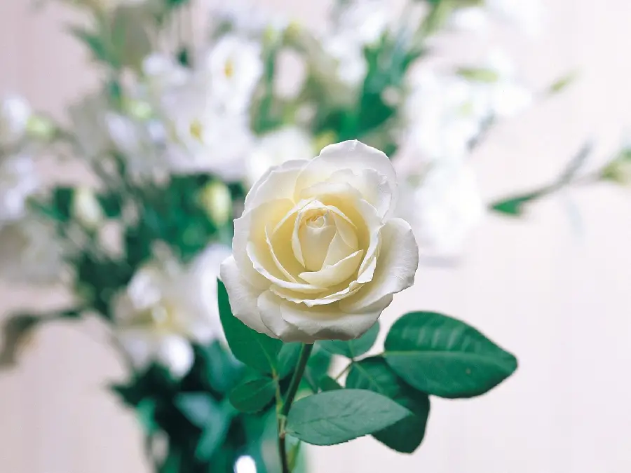 Download a soothing background of white roses and green leaves