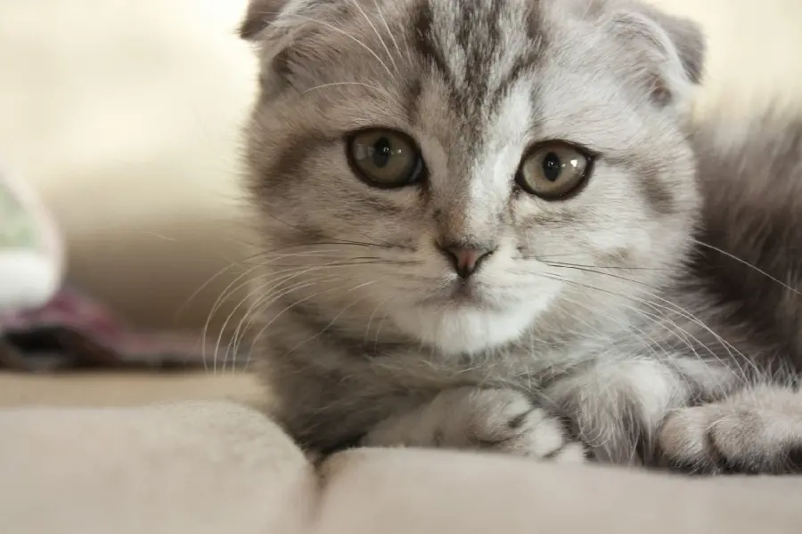 Cute and lovely background of a cute and innocent cat in excellent quality