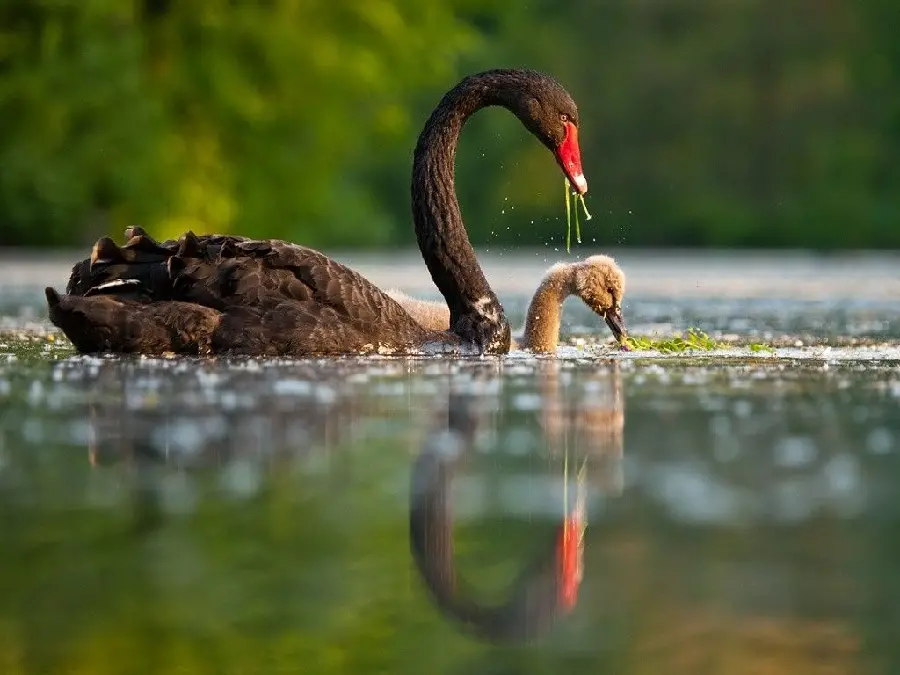 Amazing image of a fantastic swan in beautiful black