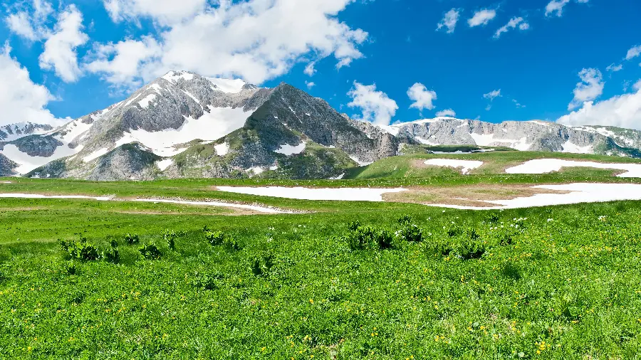 Amazing wallpaper of renewed nature and green grass in HD quality special