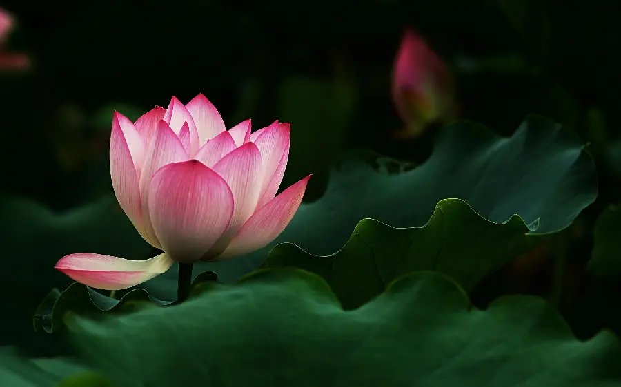 Spectacular water lily background photo with excellent quality