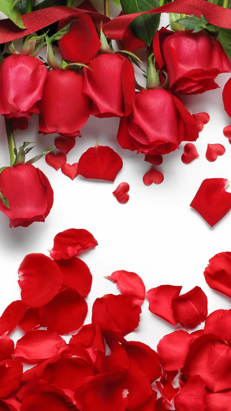 Photo of red rose petals on a white background for highlight cover