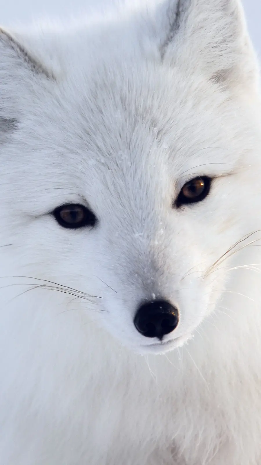 Background of the attractive and watchful white arctic fox