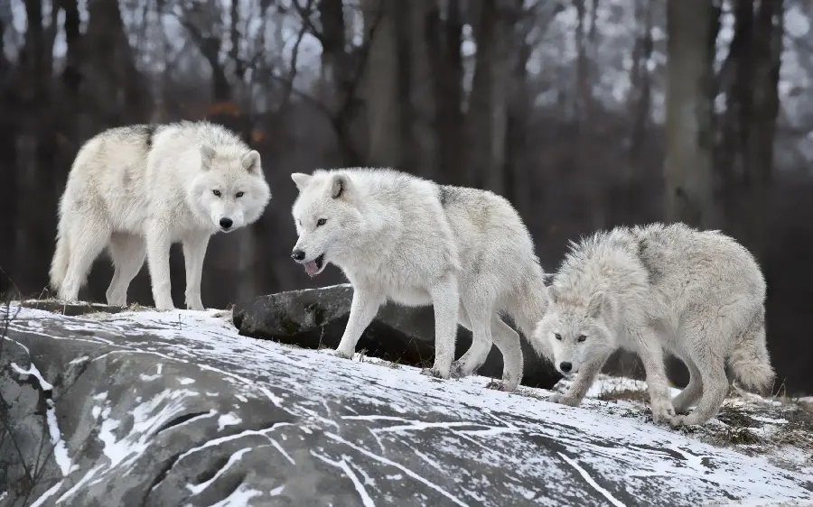 Friendly Profile Photo of Three Mighty White Wolves 2022