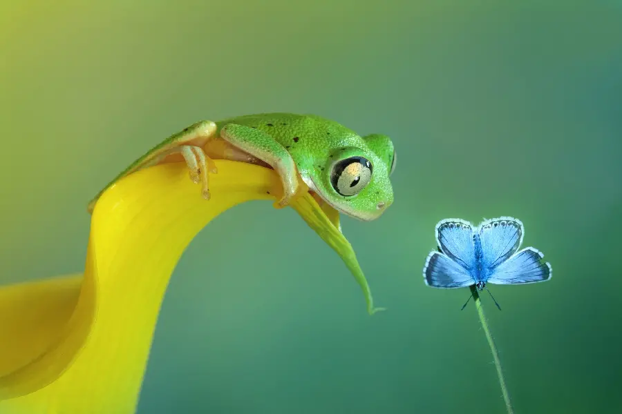 Download high-quality stock photos of the interesting confrontation of a frog and a beautiful butterfly