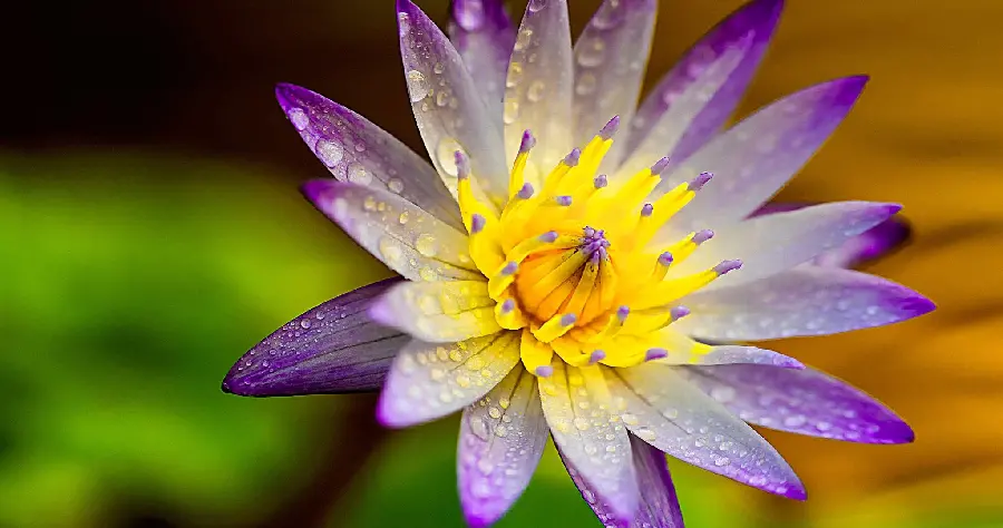A background of a wild lotus flower at its peak of beauty