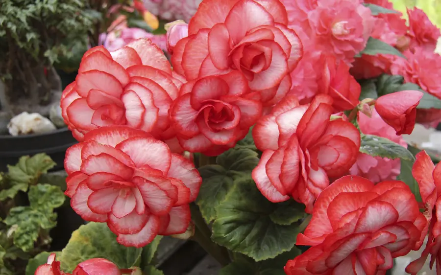 A high-quality background of large two-tone pink and red flowers