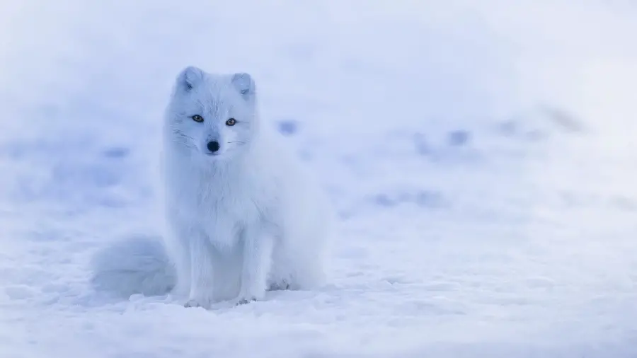 Full HD backgroundWhite fox in the Arctic 