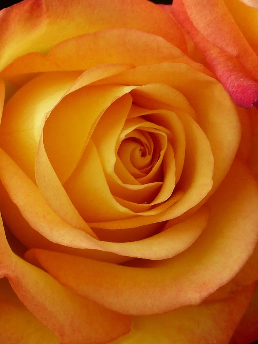 Free download of sparkling rose stock photos in HD quality 