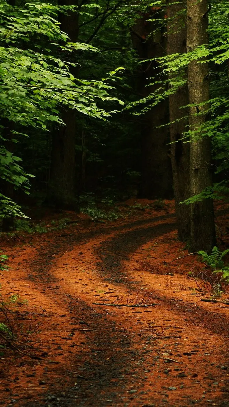 A pleasant wallpaper with a forest road design for Windows 10 and 11