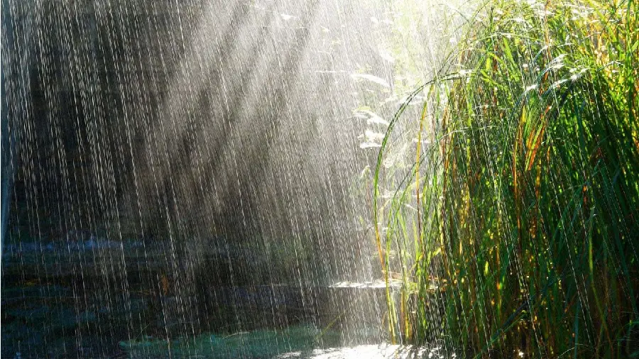 A magnificent image of a forest Rain with dazzling sunlight 
