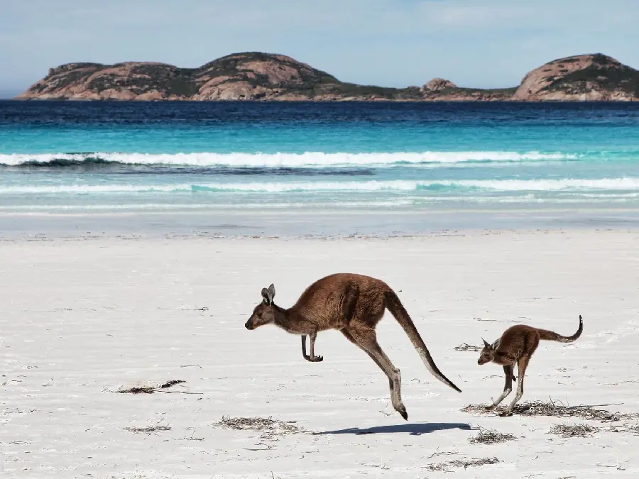 Eye-catching background of a kangaroo and her baby on the blue seashore suitable for Windows