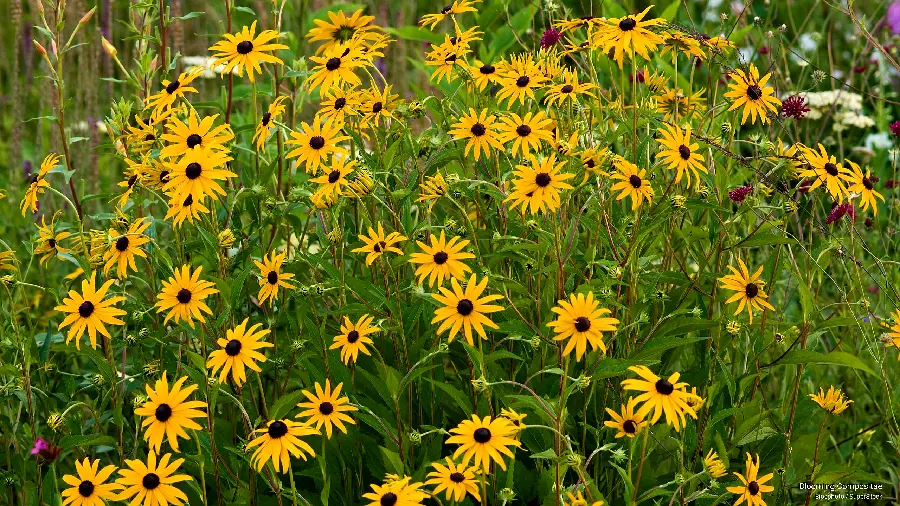 A pleasant image of a field of yellow flowers in Full HD quality 