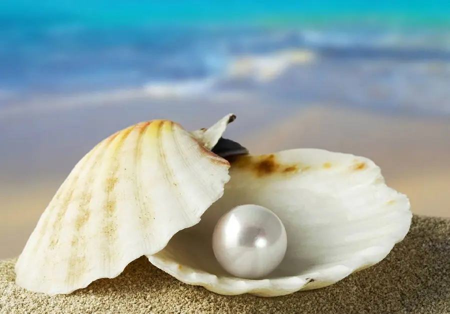 Original HD quality photo of large pearls in a seashell by the sea