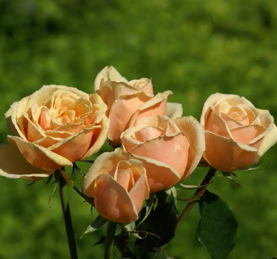 The most beautiful rose photo for Telegram and WhatsApp profiles 