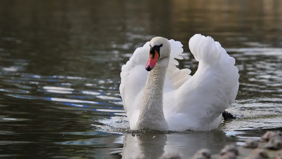 The most famous photo of a beautiful swan for a telegram profile 