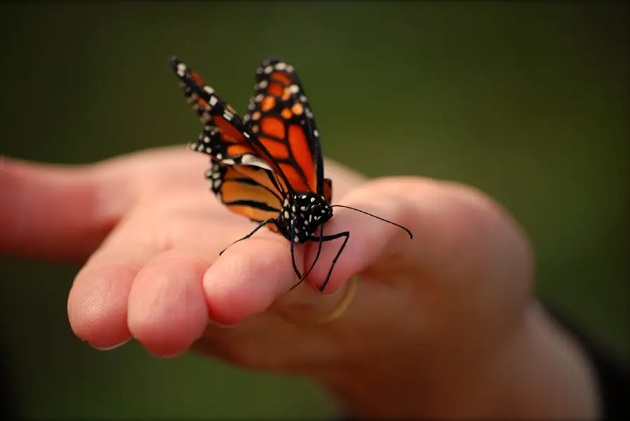 The most spectacular Windows 12 wallpaper with a monarch butterfly design