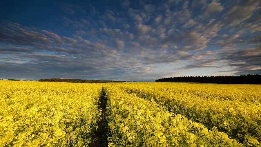 Excellent Quality Yellow Rapeseed Field Wallpaper