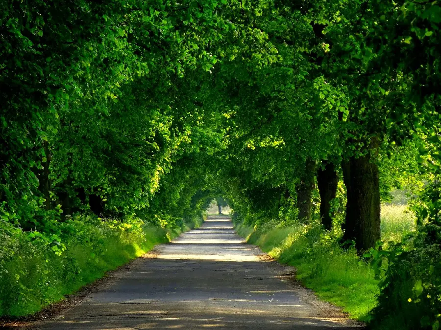 New Nature Road Background with Green Trees on Both Sides