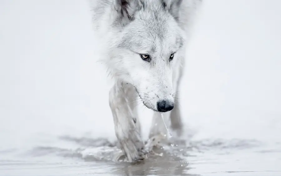 The most viewed white wolf wallpaper for Windows 10 and 11