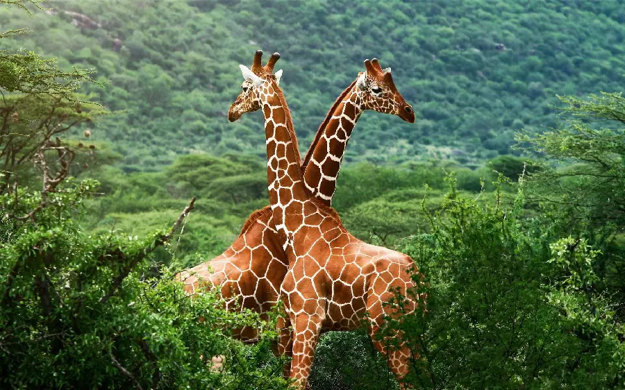 A spectacular top wallpaper of two giraffes in love and a light brown spot
