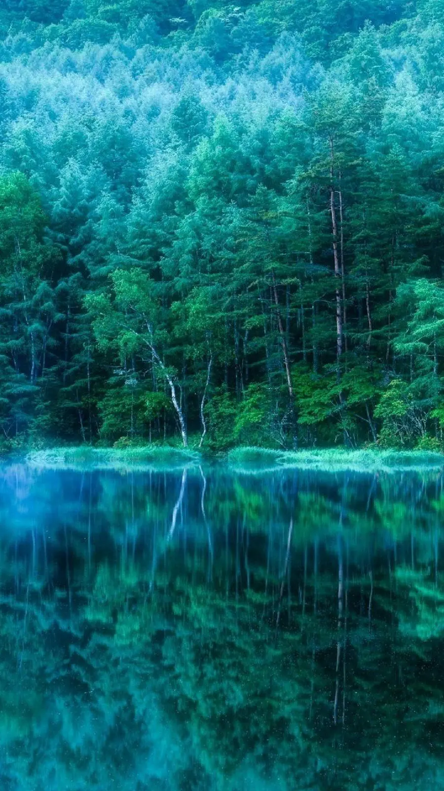 Magical Stock Photo of Green Nature Around the Lake with a Misty Theme
