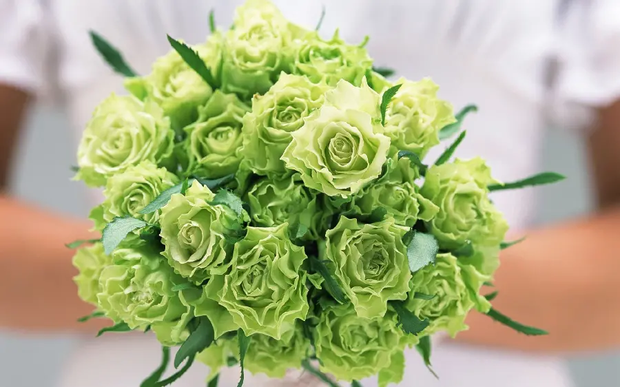 Classy background image of a bouquet of green roses, special for giving as a gift