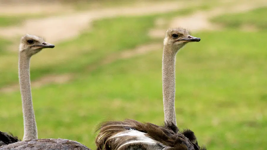 High quality wallpaper of two ostriches in the middle of the field
