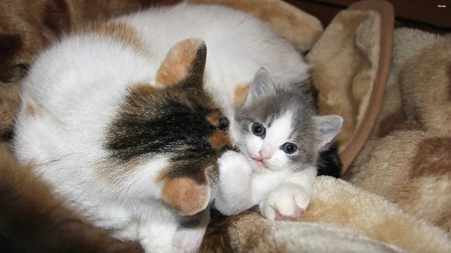 Download image of a cute kitten with blue eyes next to its mother