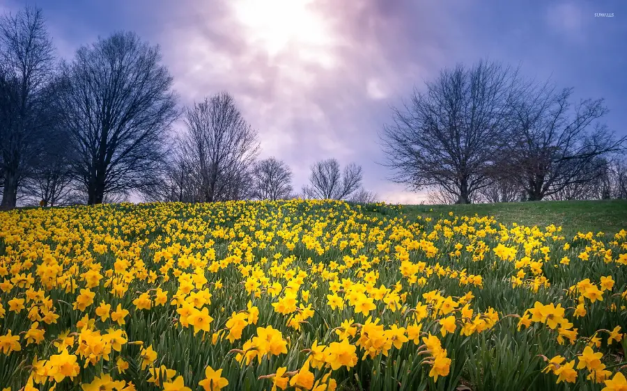 Download a special virgin mobile profile picture of a field The vast field of daffodils and the large trees around it