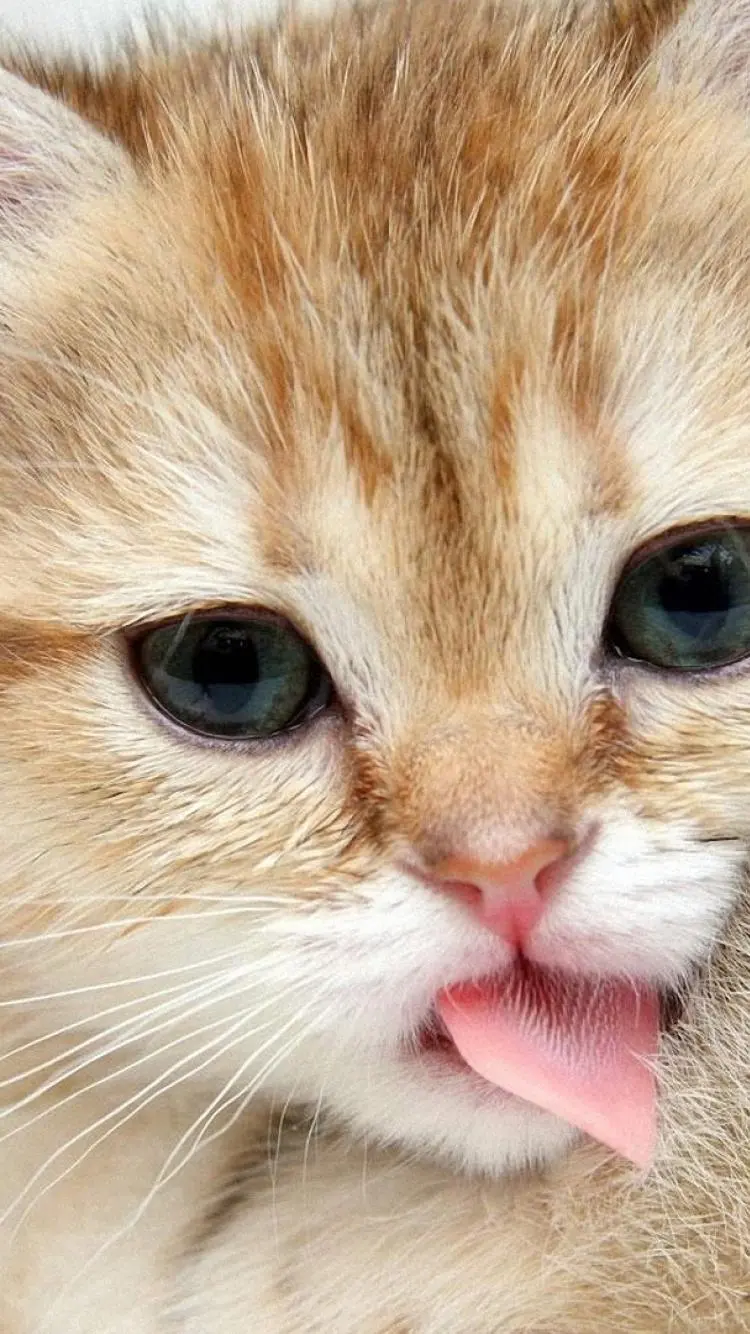 Cute girly wallpaper of a naughty cat making a smile with its tongue