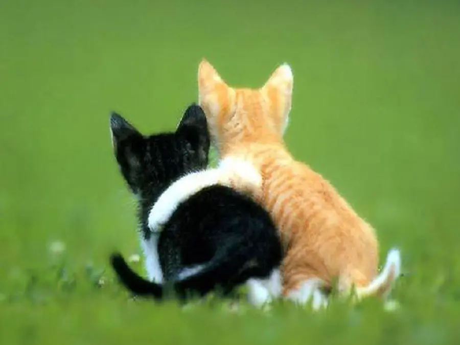 New and funny picture of two cute cats with a friendly theme suitable for Instagram