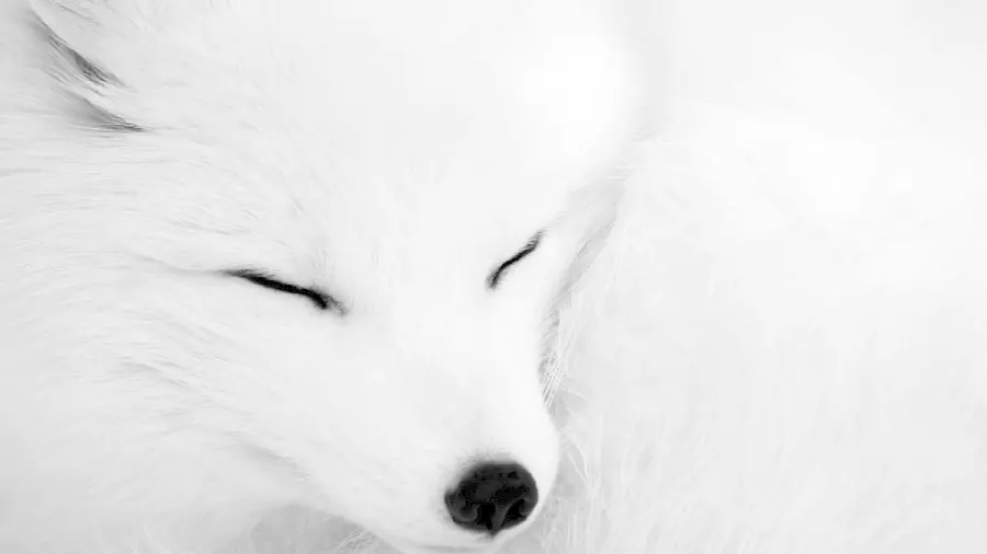 Beautiful and charming image of a white arctic fox sleeping soundly