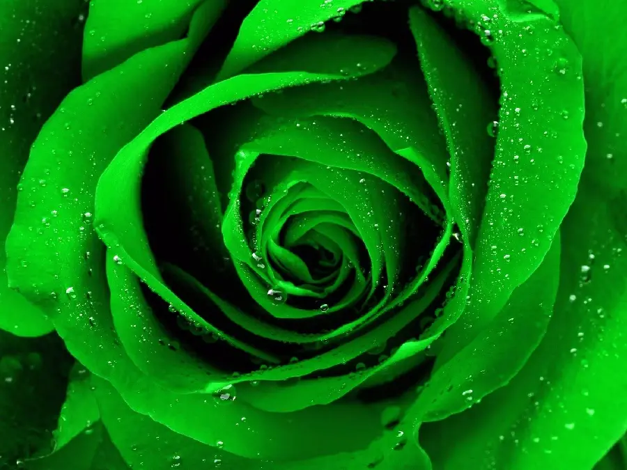Stunning background of a green rose with tiny water crystals in high quality