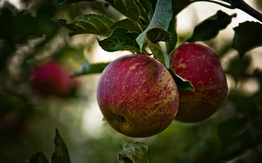 Photo of red and green apples For profile