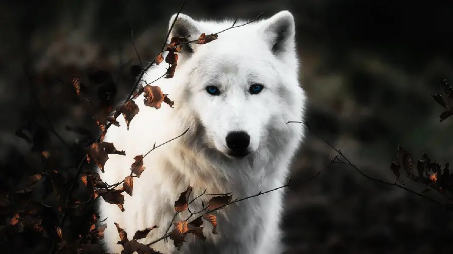 New photo of a white wolf and a predator in nature with 8k quality
