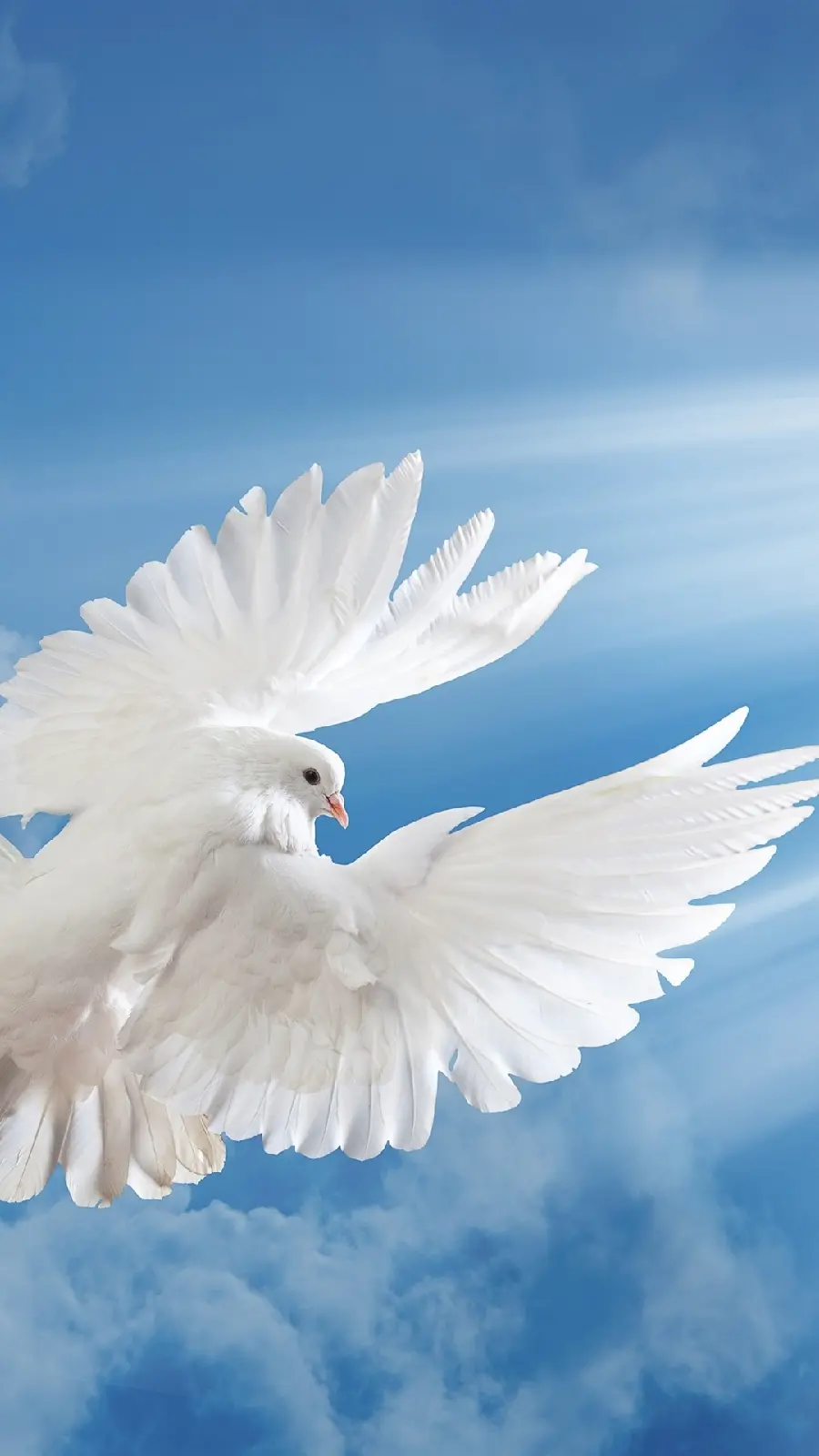 A pleasant poster of a kind dove flying in the sky
