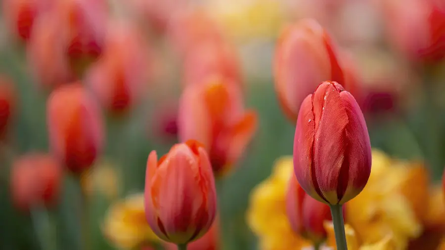 High quality background for the phone background of red tulips