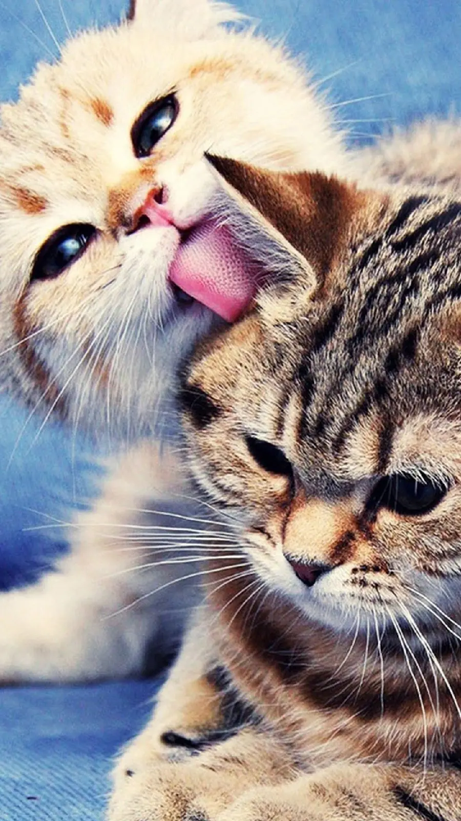 Adorable poster of 2 cute kittens playing