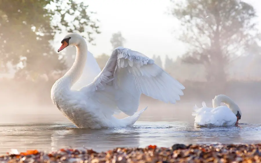 Free download of magnificent white swan image for printing in HD quality 